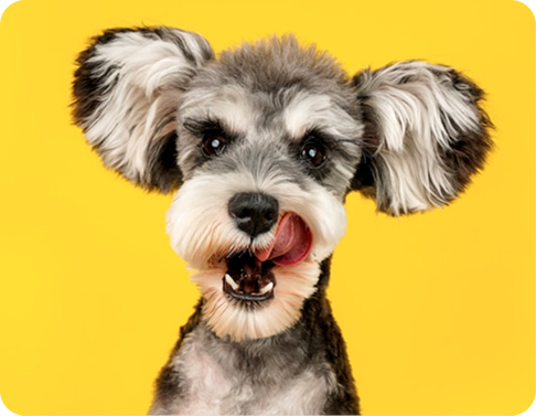 Dog on yellow